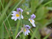 Ogetroescht, hoffetli bruchemeren nid