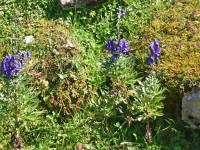 Eisenhut - sehr giftig!