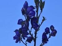 Isenhuet, nu zum Oluege