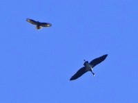 Schwarzstorch un e nid nöcher beschtimmbare Bussard oder Weihe