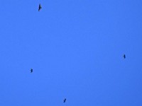 Alls Zugvögel wo sich do uischruben