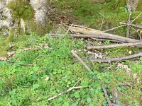 Pilz, en halbe Häxering