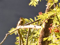 Goldammere im Morgeliecht