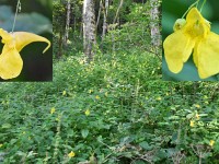 Rüerminidoo (Grosses Springkraut)