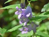 Bärtige Glockenblume