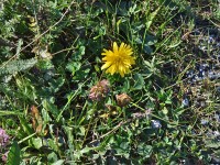 Bim witergu gsiet me Blöemli