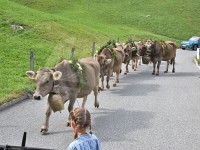 Schono blöäd, wenn d Chüe ke Horn hen zum dr Schmugg obinne