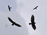 Unde, aber hoäch jom de Steiadler. Obe, no höecher jom dr Bartgeier